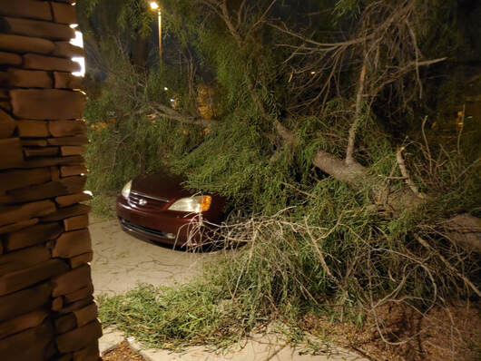 Tree knocked over by wind landed on car in driveway.