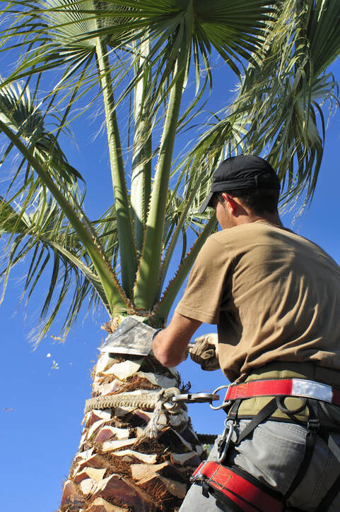 Tree surgeon trimming palm tree