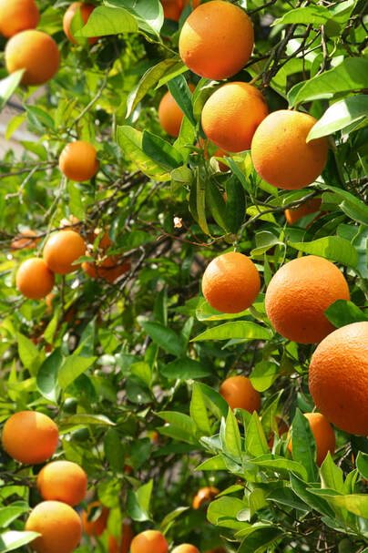 Properly pruned citrus trees produce sweeter and more abundant fruit.